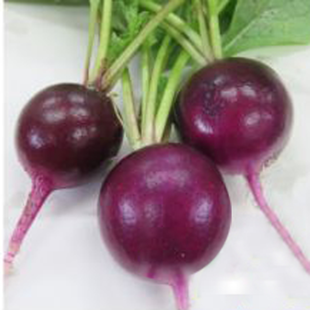 F1 紫丸二十日大根こむらさき E 種や 国内最大級の野菜種 花種 苗 農業資材の販売店