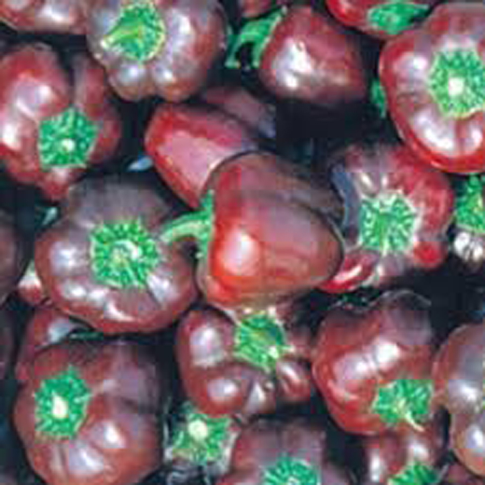 ミニパプリカ チョコ ピーマン パプリカ E 種や 国内最大級の野菜種 花種 苗 農業資材の販売店