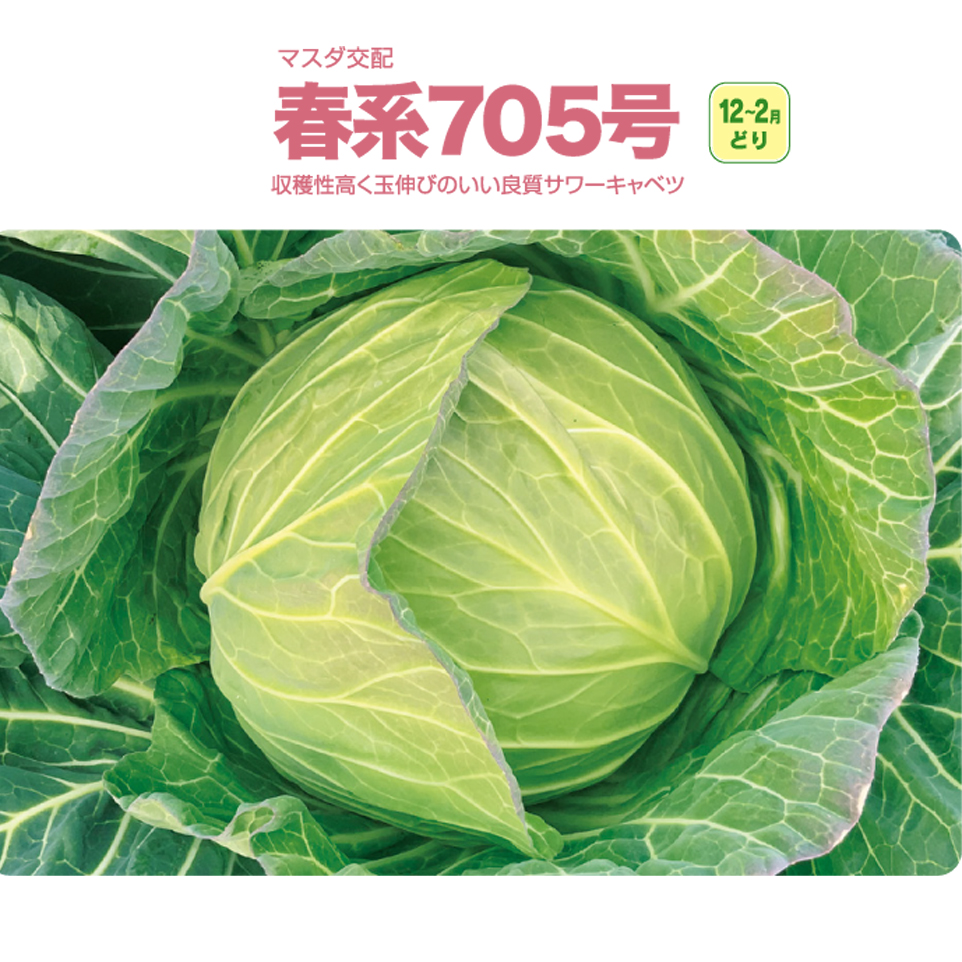 ＹＲ春系705号[キャベツ] - e-種や｜国内最大級の野菜種・花種・苗・農業資材の販売店