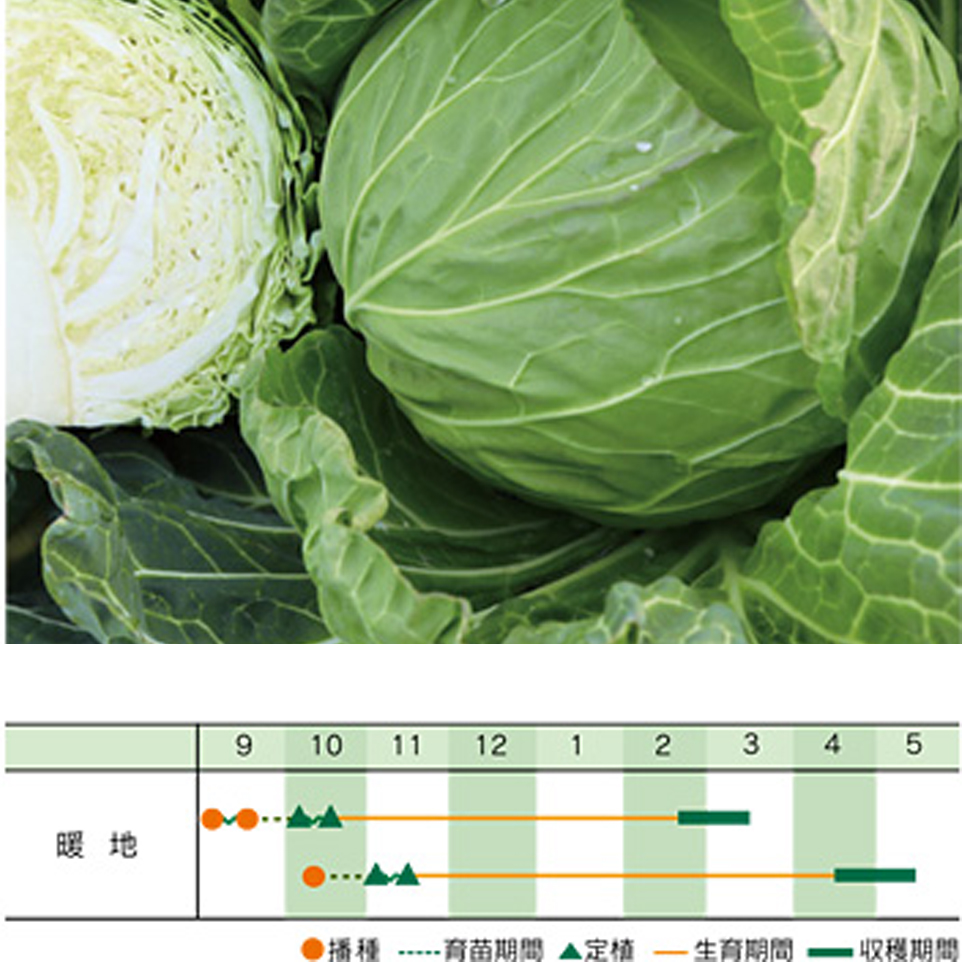 ゴールド2011[キャベツ] - e-種や｜国内最大級の野菜種・花種・苗・農業資材の販売店