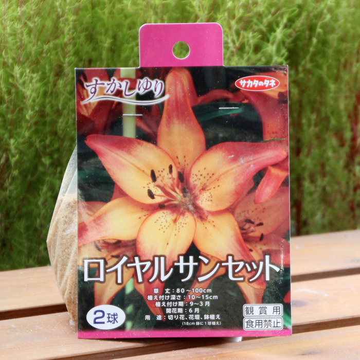 すかしゆり ロイヤルサンセット 球根 E 種や 国内最大級の野菜種 花種 苗 農業資材の販売店