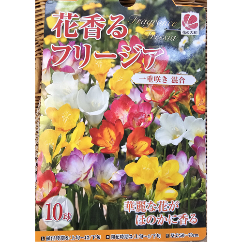 フリージア 一部芽出し球根 4色ミックス＋おまけ 計40球 冷た