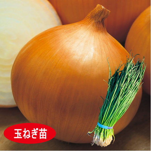 ケルたま 玉葱苗 E 種や 国内最大級の野菜種 花種 苗 農業資材の販売店