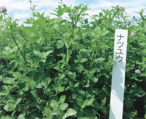 ナツユウ Rh 牧草 あかクローバー E 種や 国内最大級の野菜種 花種 苗 農業資材の販売店