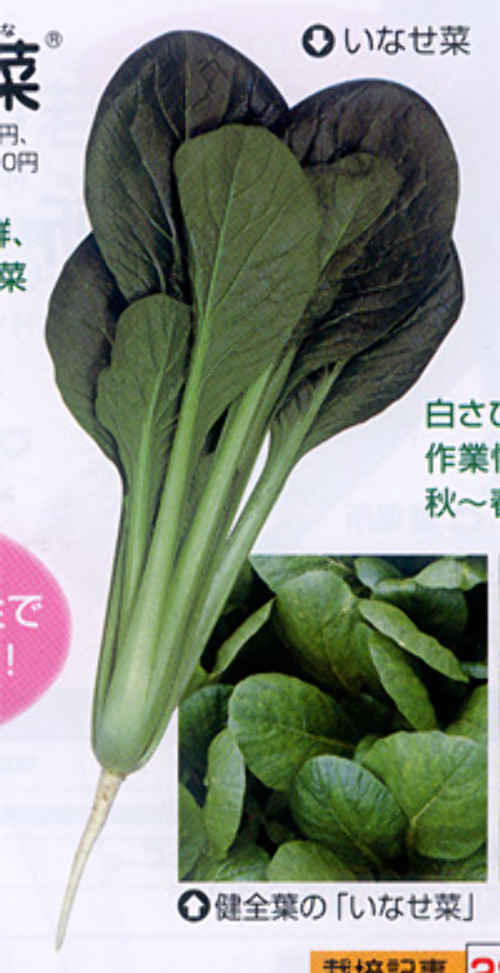 小松菜 - e-種や｜国内最大級の野菜種・花種・苗・農業資材の販売店