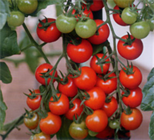 Cf小鈴 トマト E 種や 国内最大級の野菜種 花種 苗 農業資材の販売店