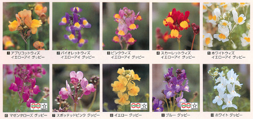 新鮮なリナリア 種 最高の花の画像