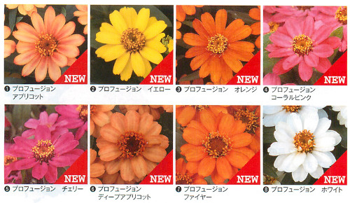 すべての花の画像 100 Epic Bestジニア プロフュージョン チェリーバイカラー