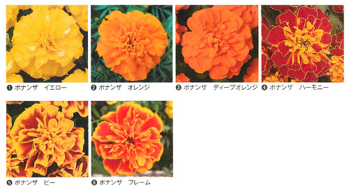 花の種　フレンチマリーゴールド　ボナンザオレンジ　種子