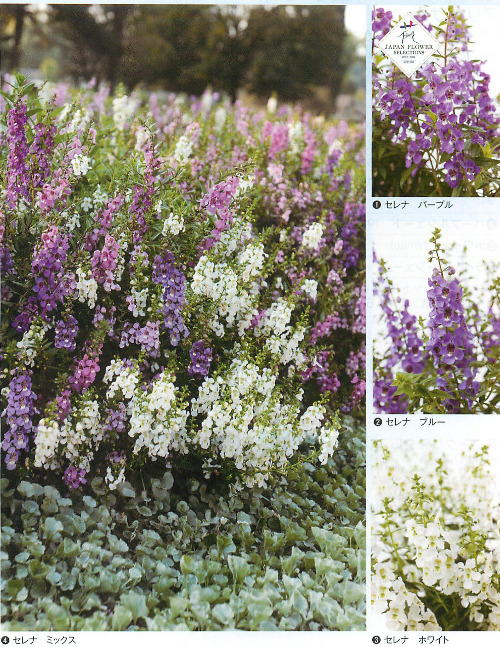 上アンゲロニア セレナ 最高の花の画像