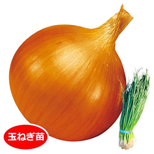 O P黄 玉葱苗 E 種や 国内最大級の野菜種 花種 苗 農業資材の販売店