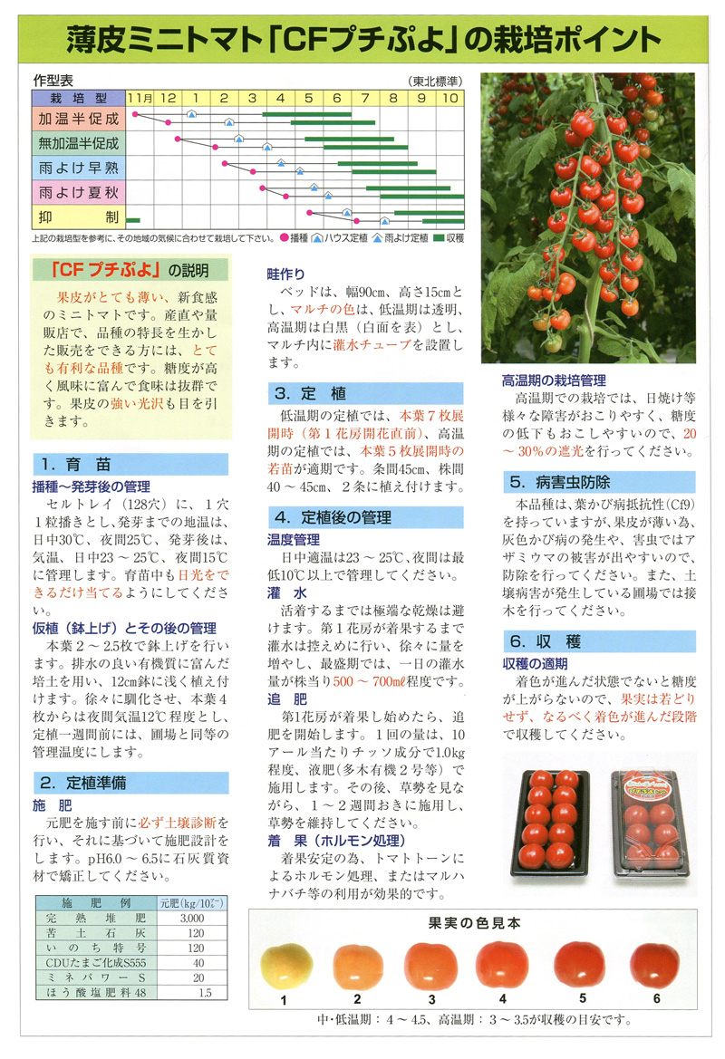 Cfプチぷよ トマト E 種や 国内最大級の野菜種 花種 苗 農業資材の販売店