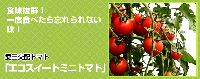 エコスイートミニトマト