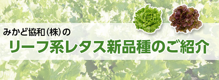 みかど協和のリーフ系レタス新品種のご紹介 E 種や 野菜種 花種と苗の三重興農社