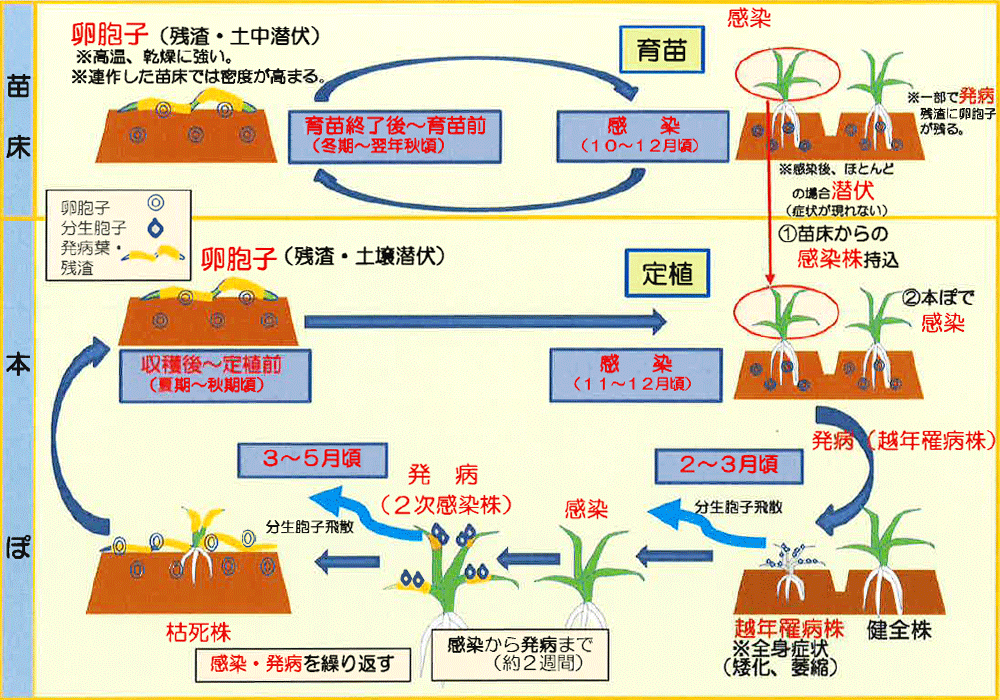 発生サイクル